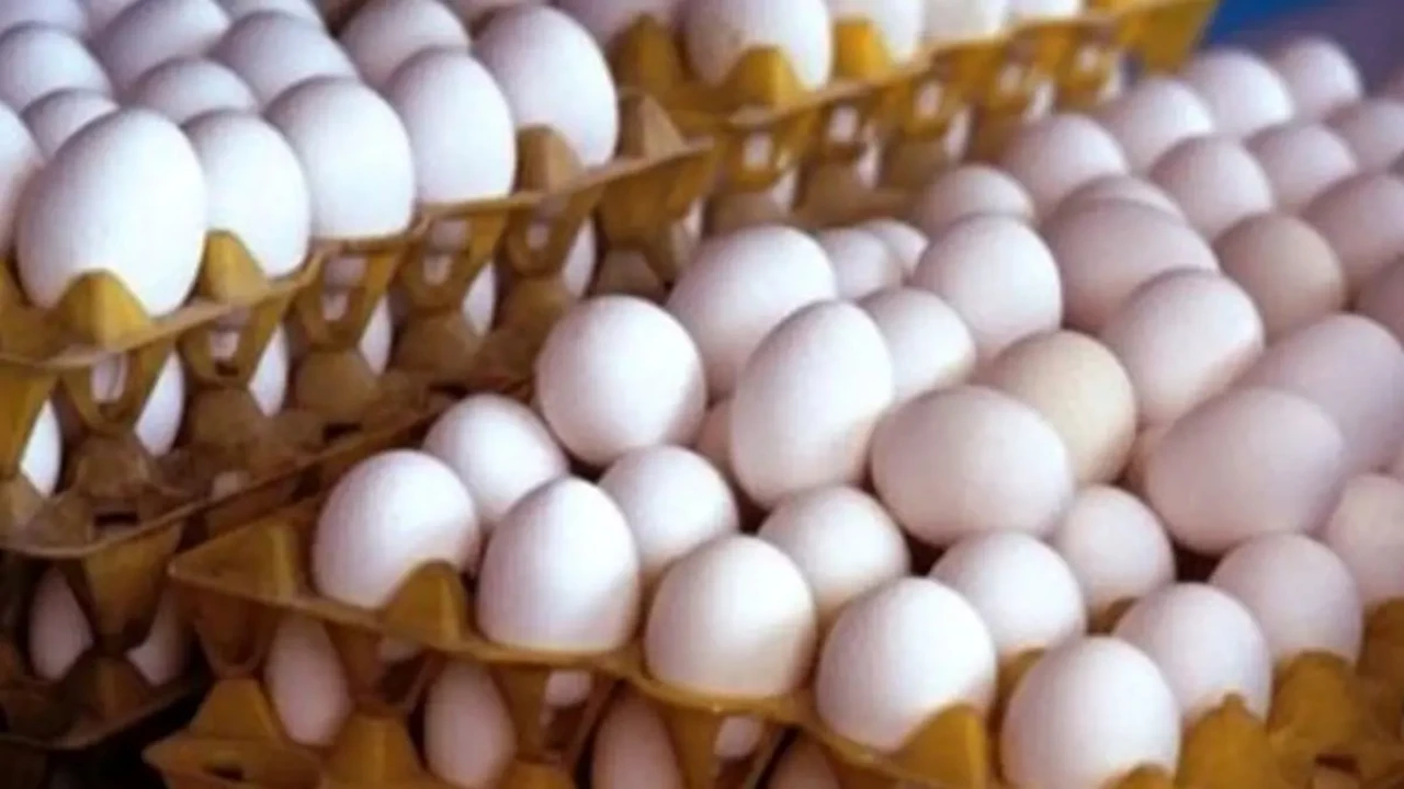 قیمت جدید هر شانه تخم مرغ اعلام شد | قیمت تخم مرغ کاهشی شد